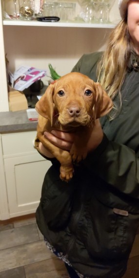Vizsla puppies for Vizsla lovers local puppies Image eClassifieds4u