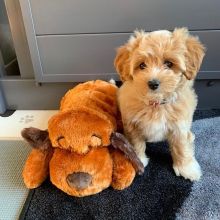 MALTIPOO PUPPIES AVAILABLE FOR FREE ADOPTION