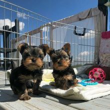 YORKIE PUPPIES READY TO GO