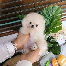 POMERANIAN PUPPIES FOR ADOPTION Image eClassifieds4U