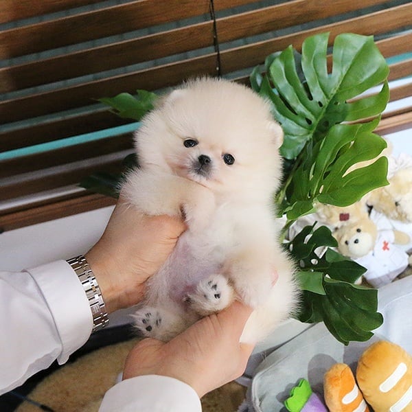 POMERANIAN PUPPIES FOR ADOPTION Image eClassifieds4u