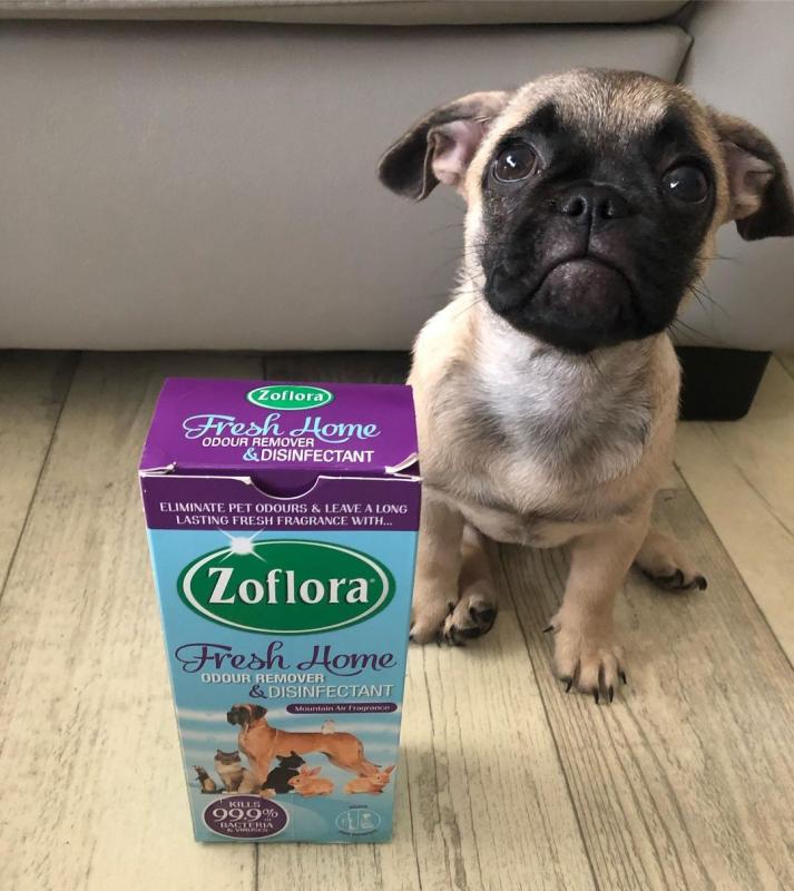 Pug Puppies For Free Adoption Image eClassifieds4u