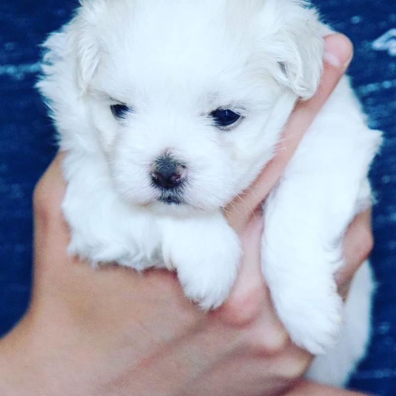 Two Maltese Puppies Needs a New Family Image eClassifieds4u