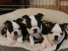 Boston Terrier Puppies purebred for great homes