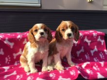 Cavalier King Charles Puppies