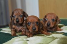 Dachshund Puppies for great homes