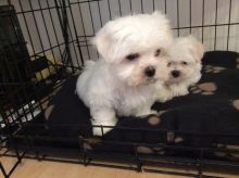 Purebred Maltese Puppies for great homes