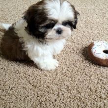 Shih Tzu Puppies at nunesmoore1@gmail.com