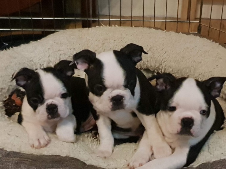 Boston Terrier Puppies purebred for great homes Image eClassifieds4u