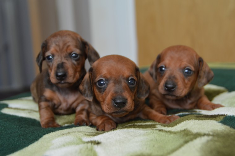 Dachshund Puppies for great homes Image eClassifieds4u