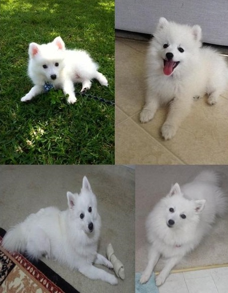 Japanese Spitz for re homing fast replies via emails Image eClassifieds4u