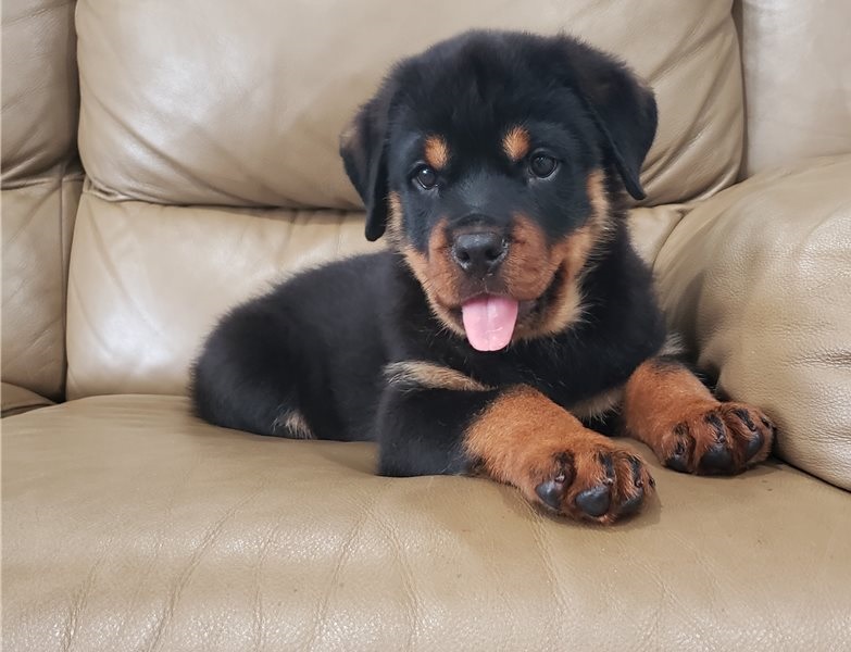 Purebred Rottweiler Puppies for adoption Image eClassifieds4u