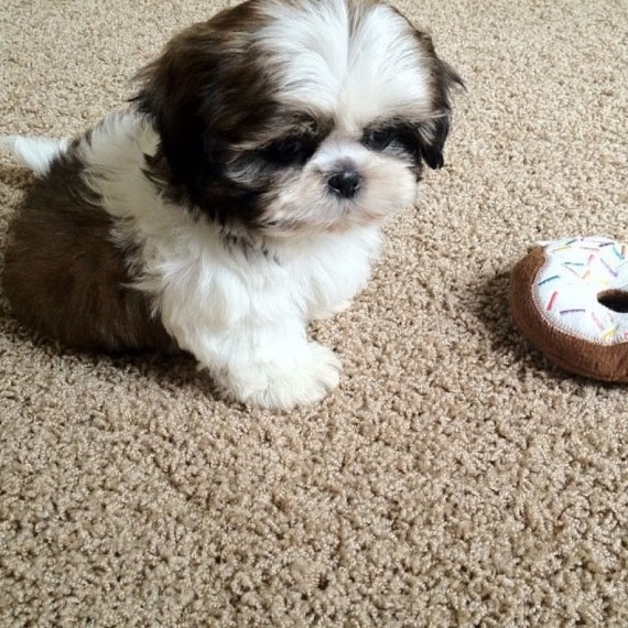 Shih Tzu Puppies at nunesmoore1@gmail.com Image eClassifieds4u