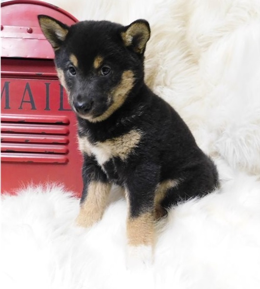 RED / BLACK and TAN Shiba Inu Puppies available Image eClassifieds4u