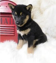 RED / BLACK and TAN Shiba Inu Puppies available