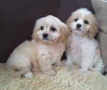 Cavachon Puppies for Cavachon lovers / Puppy lovers set for adoption