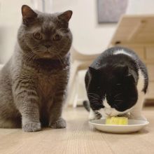 British Shorthair Kittens For Adoption