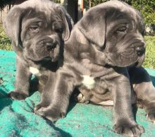 Cane Corso Puppies For Adoption