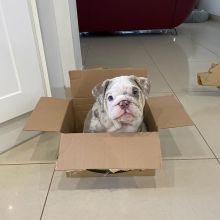 English Bulldog Puppies For Adoption