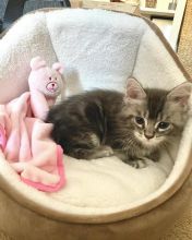 Maine Coon Kittens For Adoption