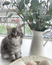 Maine Coon Kittens For Adoption