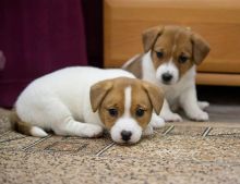 Male And Female Jack Russell Puppies For Adoption