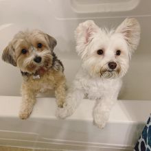 Morkie Puppies For Adoption