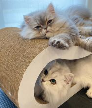 Persian Kittens For Adoption