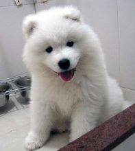 Samoyed Puppies for great home pet lovers