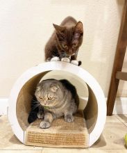 Scottish Fold Kittens For Adoption