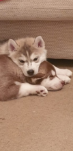 fast replies via emails Siberian Husky Puppies on set and ready