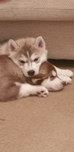 Siberian Husky Puppies on set and ready