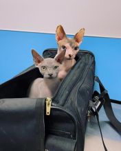 Sphynx Kittens For Adoption