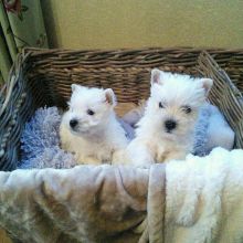 West Highland Terrier puppies for adoption