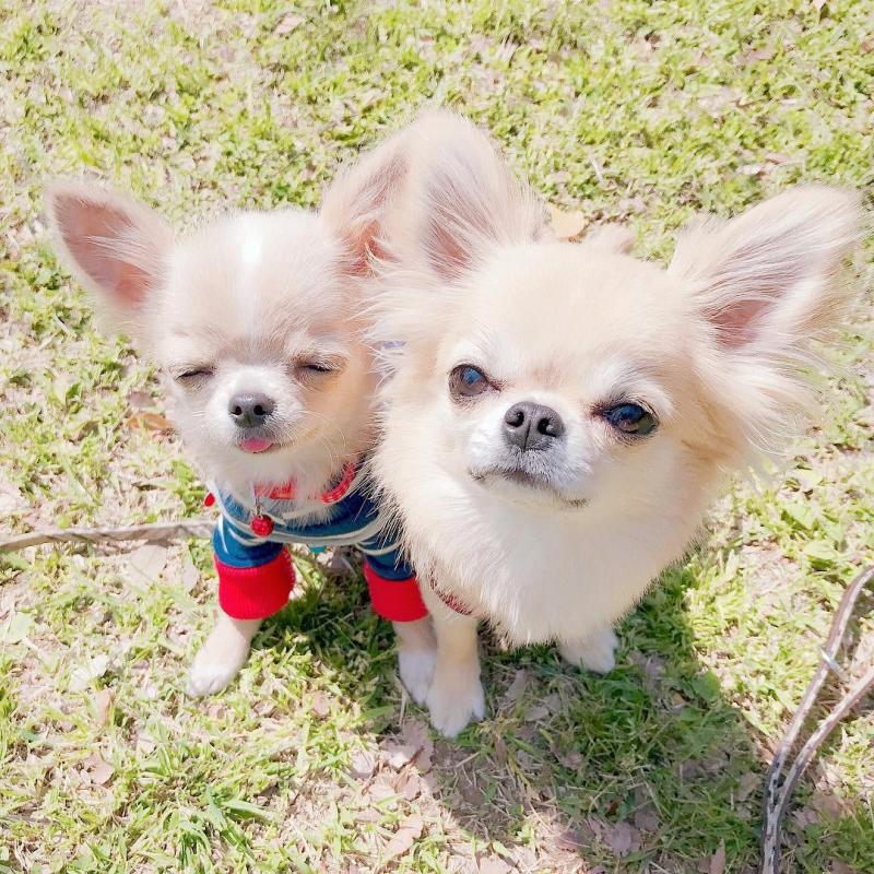 Chihuahua Puppies For Adoption Image eClassifieds4u