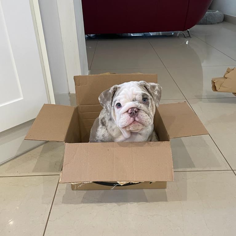 English Bulldog Puppies For Adoption Image eClassifieds4u