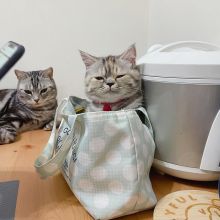 American Shorthair Kittens For Adoption Image eClassifieds4U
