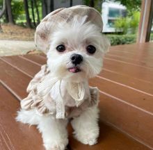 Cute Maltese Puppies For Adoption Image eClassifieds4U