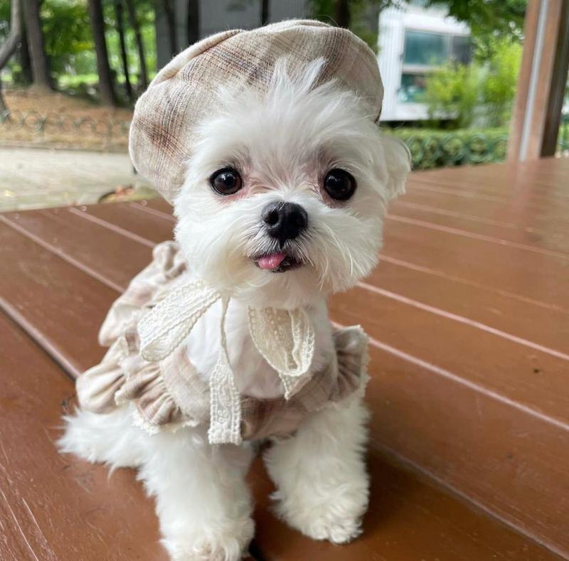 Cute Maltese Puppies For Adoption Image eClassifieds4u