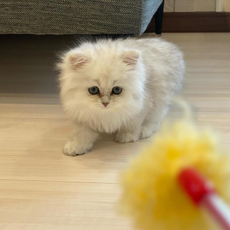 Persian Kittens For Adoption Image eClassifieds4u