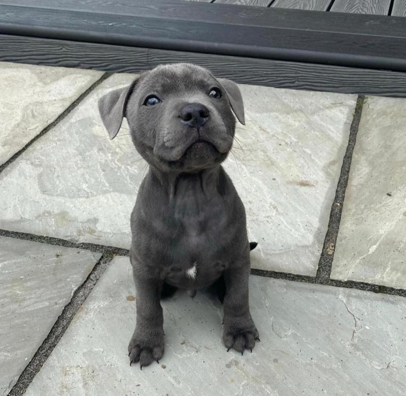 Pitbull Puppies For Adoption Image eClassifieds4u