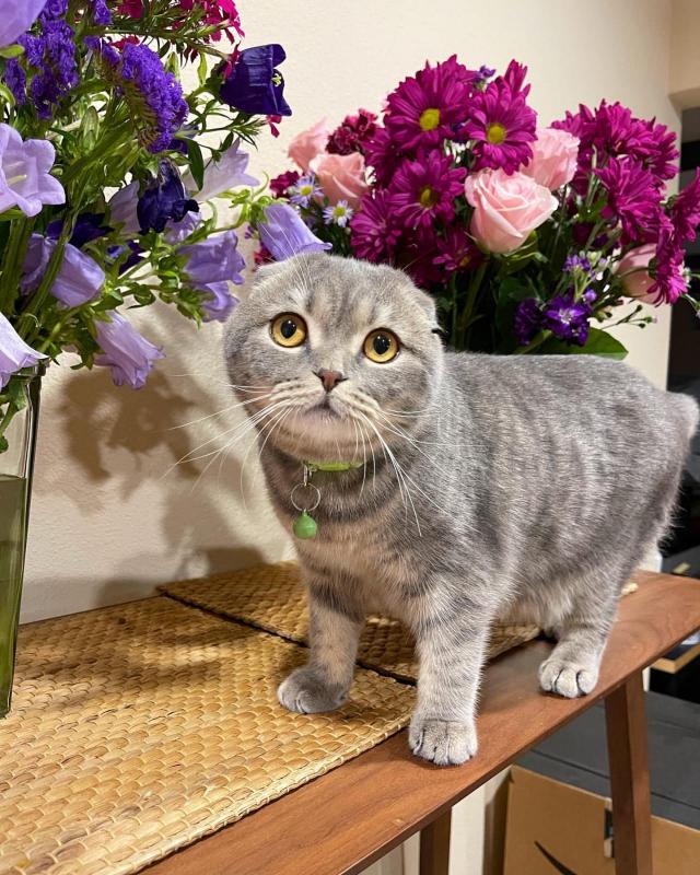Scottish Fold Kittens For Adoption Image eClassifieds4u