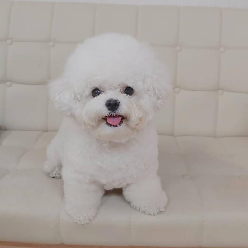 Bichon Frise Puppies Looking For Their Forever Home Image eClassifieds4u