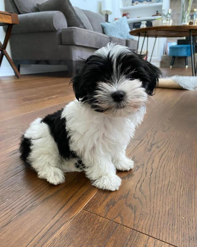 C.K.C MALE AND FEMALE HAVANESE PUPPIES AVAILABLE Image eClassifieds4u