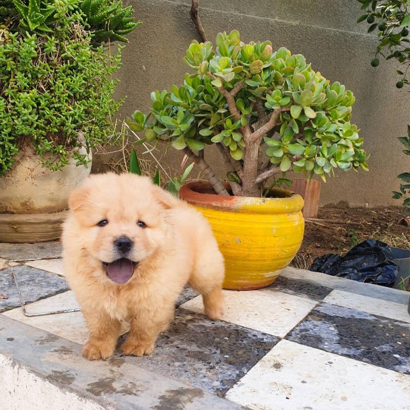 Cut loving and adorable male and female Dachshund puppies for adoption Image eClassifieds4u