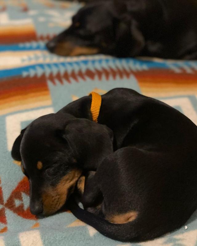 Cut loving and adorable male and female Dachshund puppies for adoption Image eClassifieds4u
