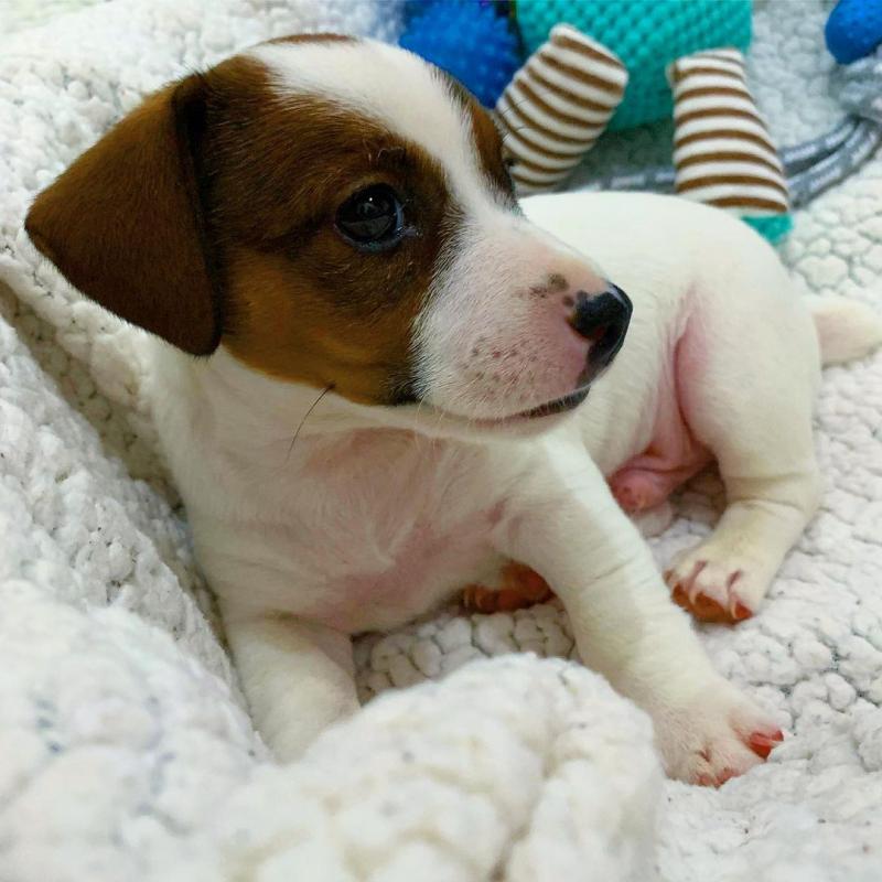 Energetic Jack Russell Puppies for Adoption 💕Delivery Possible🌎 Image eClassifieds4u