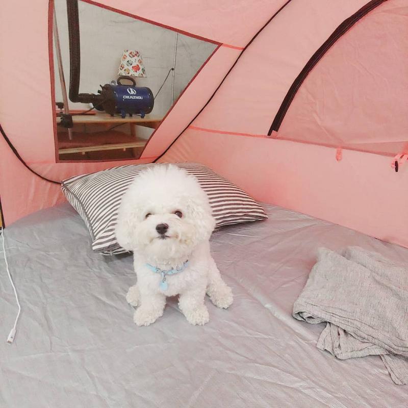 male and female home raise Bichon Frise puppies, Image eClassifieds4u