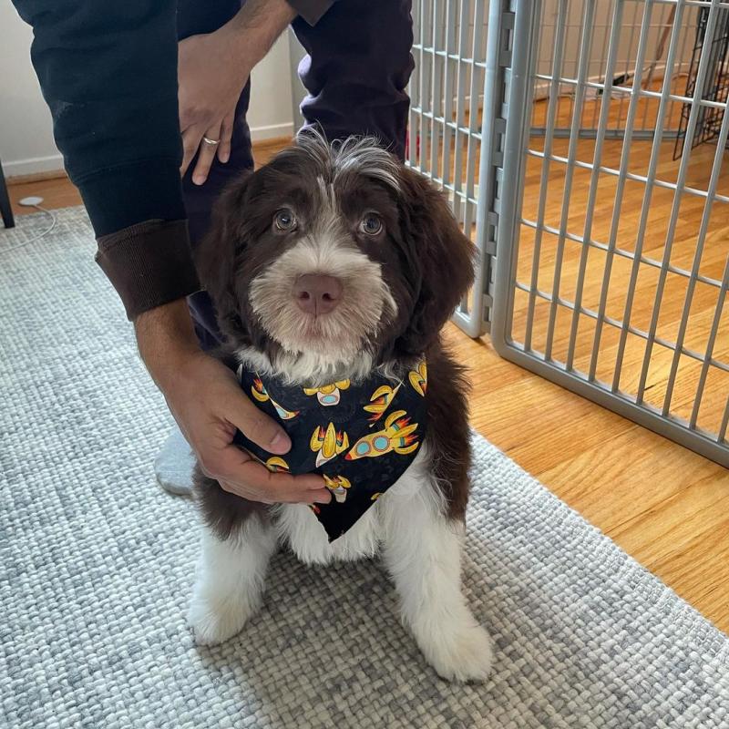 ***Portuguese Water Dog Puppies*** 1 Boy & 1 Girl *** READY NOW Image eClassifieds4u