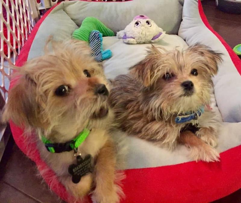 Shiba inu puppies for adoption Image eClassifieds4u